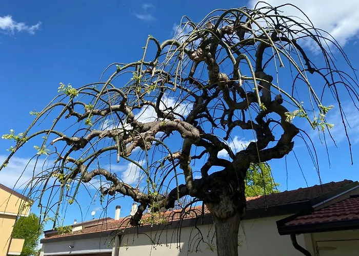 Montevecchi13 3* Imola