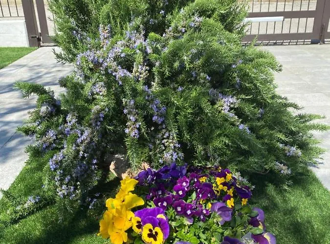 Oda ve Kahvaltı Montevecchi13 Imola